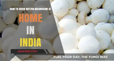 Easy Guide to Growing Button Mushrooms at Home in India
