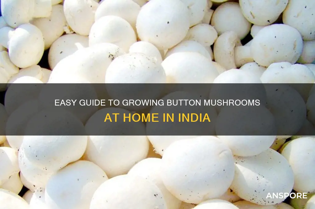 how to grow button mushroom at home in india