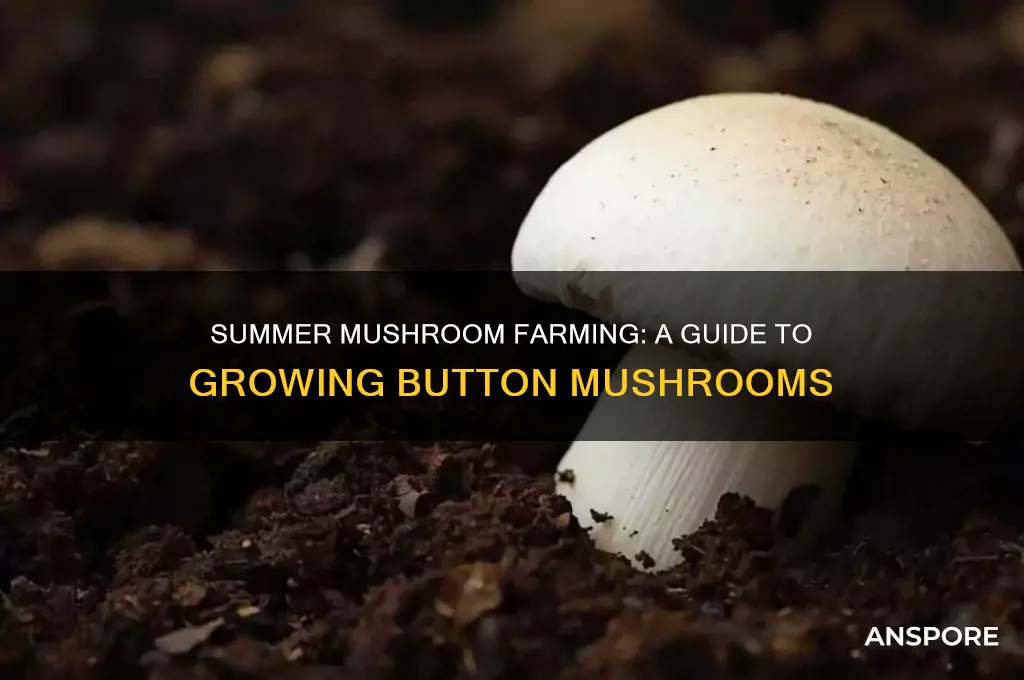 how to grow button mushroom in summer