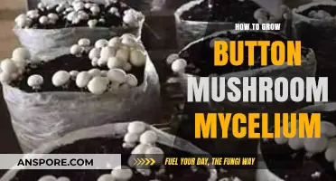 Mastering Button Mushroom Mycelium Growth: A Step-by-Step Guide