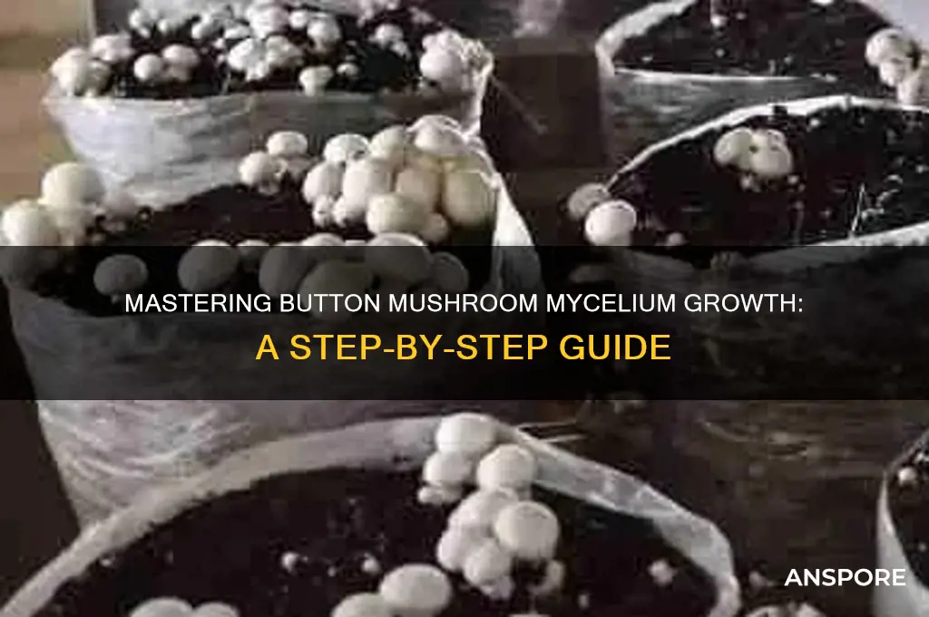 how to grow button mushroom mycelium