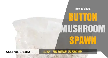 Mastering Button Mushroom Spawn: A Step-by-Step Cultivation Guide
