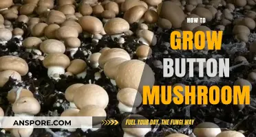 Mastering Button Mushroom Cultivation: A Step-by-Step Growing Guide
