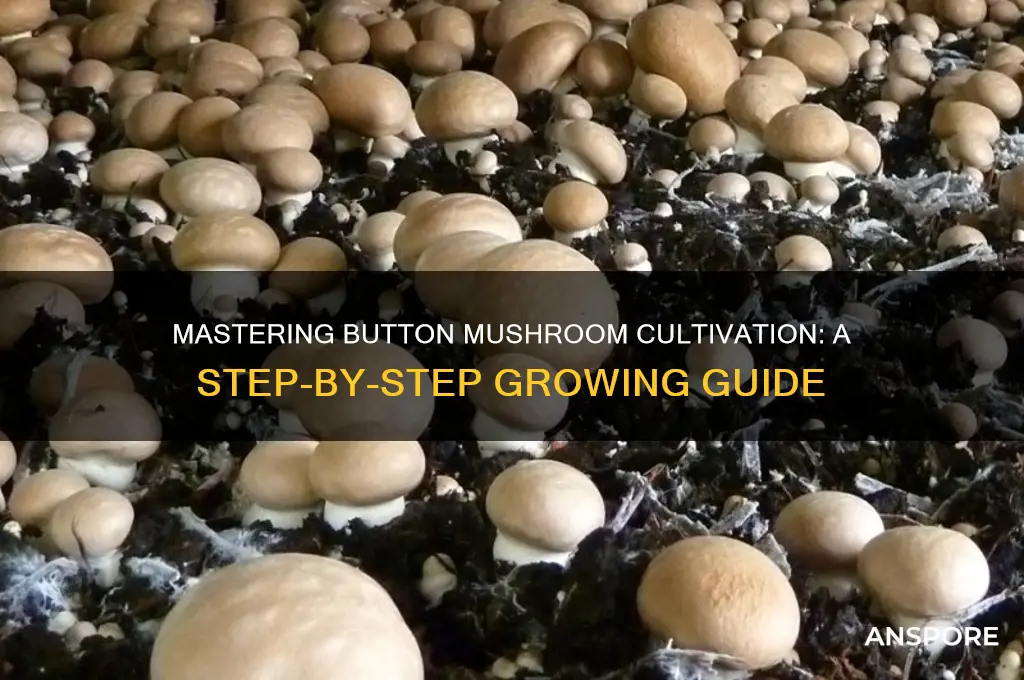 how to grow button mushroom
