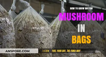 Easy Guide to Growing Button Mushrooms in Bags at Home