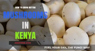 Growing Button Mushrooms in Kenya: A Step-by-Step Guide to Success