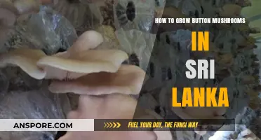 Growing Button Mushrooms in Sri Lanka: A Step-by-Step Guide