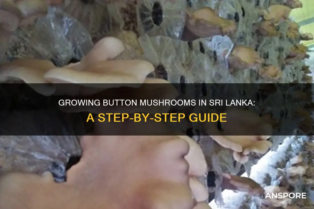 how to grow button mushrooms in sri lanka