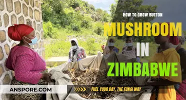 Growing Button Mushrooms in Zimbabwe: A Step-by-Step Guide