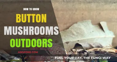 Outdoor Button Mushroom Cultivation: A Step-by-Step Growing Guide