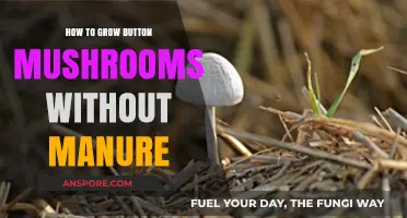 Growing Button Mushrooms: Manure-Free Methods for Healthy Harvests