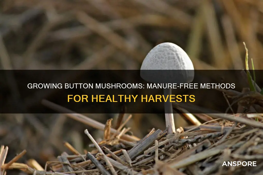 how to grow button mushrooms without manure