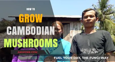 Mastering Cambodian Mushroom Cultivation: A Step-by-Step Growing Guide