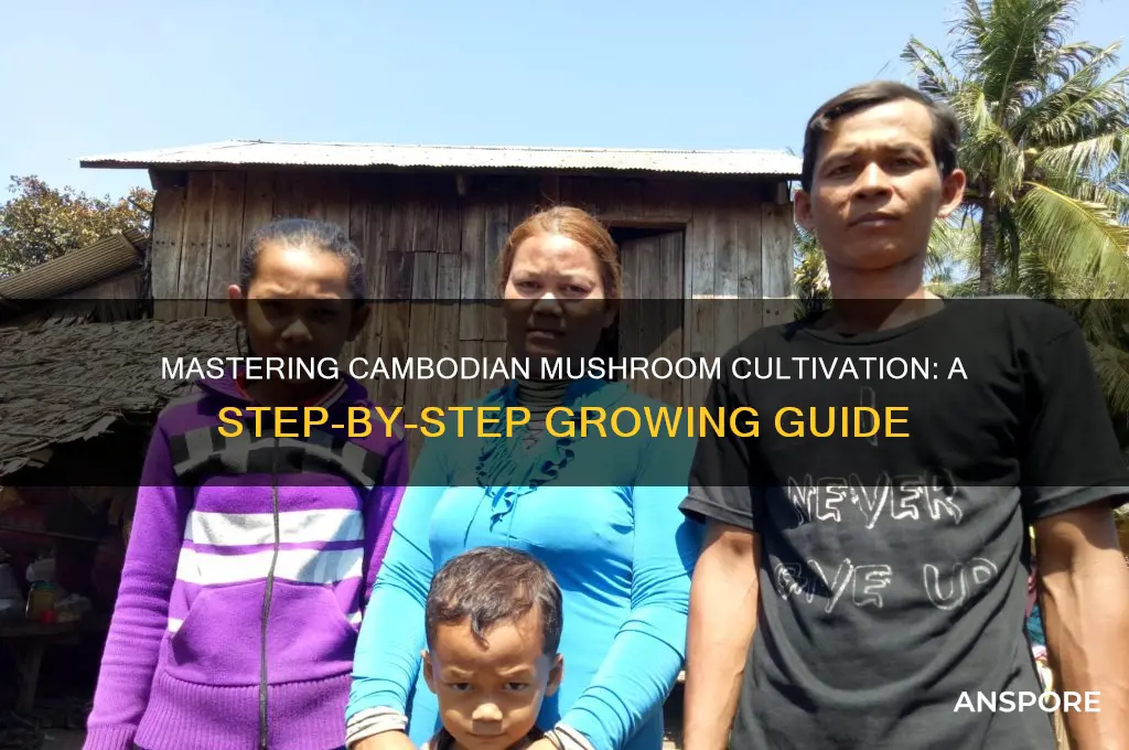 how to grow cambodian mushrooms