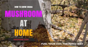 Cultivating Chaga at Home: A Beginner's Guide to Growing This Medicinal Mushroom