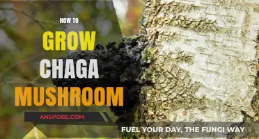 Mastering Chaga Cultivation: A Step-by-Step Guide to Growing This Medicinal Mushroom