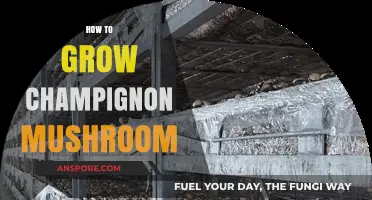 Mastering Champignon Mushroom Cultivation: A Step-by-Step Growing Guide