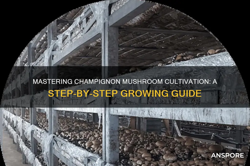 how to grow champignon mushroom