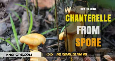 Mastering Chanterelle Cultivation: A Step-by-Step Guide to Growing from Spores