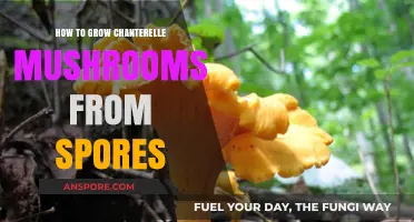 Mastering Chanterelle Cultivation: A Guide to Growing from Spores