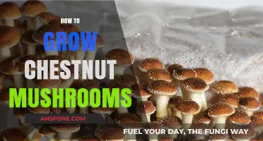 Mastering Chestnut Mushroom Cultivation: A Step-by-Step Growing Guide