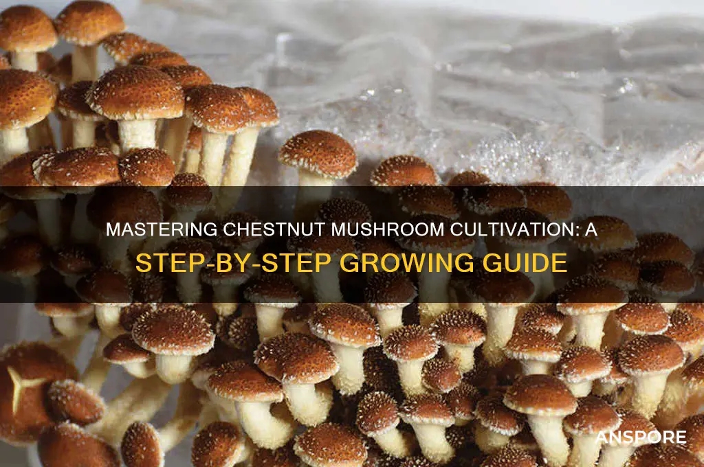 how to grow chestnut mushrooms