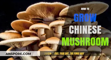 Mastering the Art of Growing Chinese Mushrooms at Home