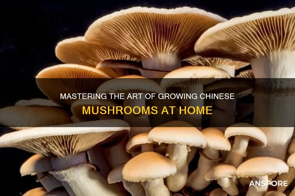 how to grow chinese mushrooms