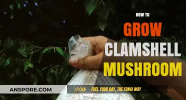 Mastering Clamshell Mushroom Cultivation: A Step-by-Step Growing Guide