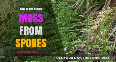 Growing Club Moss from Spores: A Step-by-Step Cultivation Guide
