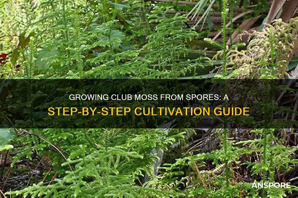 how to grow club moss from spores
