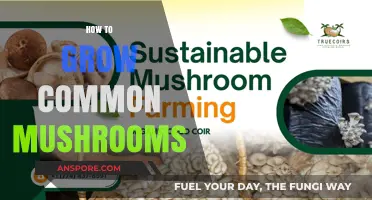 Mastering Mushroom Cultivation: A Beginner's Guide to Growing Common Varieties