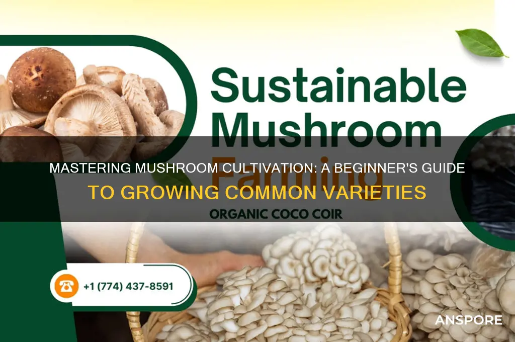 how to grow common mushrooms