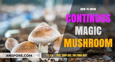 Mastering Continuous Magic Mushroom Cultivation: Tips for Endless Harvests