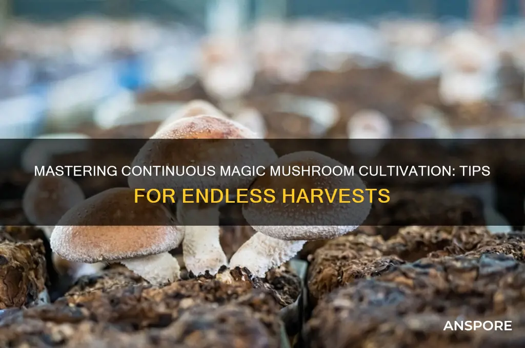 how to grow continuos magic mushrooms