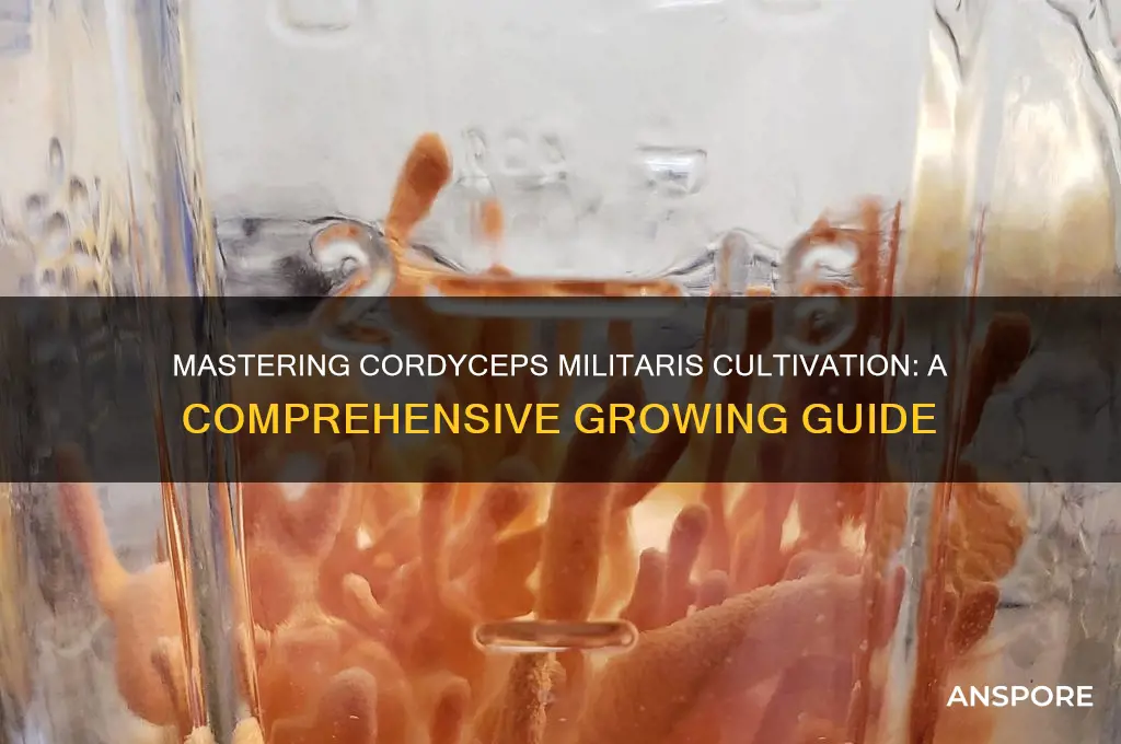 how to grow cordyceps militaris mushroom
