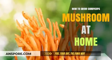 Mastering Cordyceps Cultivation: A Beginner's Guide to Growing at Home