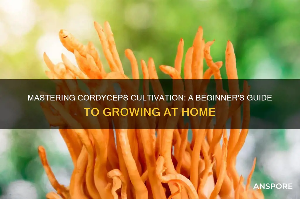 how to grow cordyceps mushrooms at home