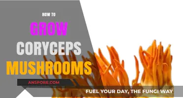 Mastering Cordyceps Cultivation: A Step-by-Step Guide to Growing This Unique Fungus