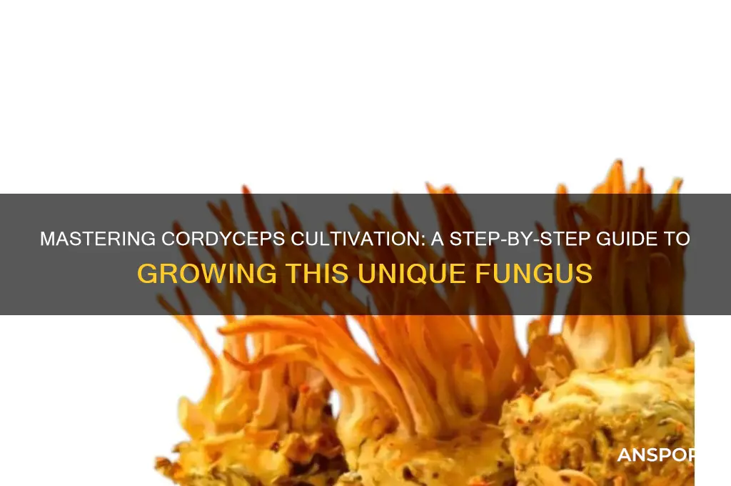 how to grow coryceps mushrooms