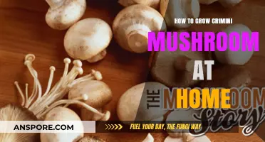 Mastering Crimini Mushroom Cultivation: A Beginner's Guide to Home Growing
