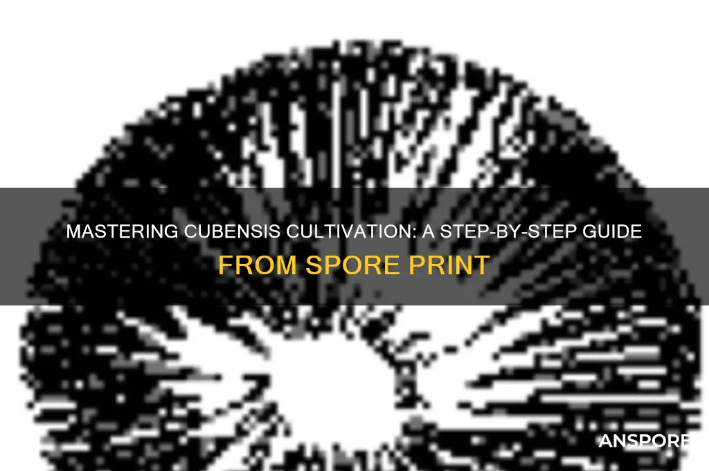 how to grow cubensis from spore print
