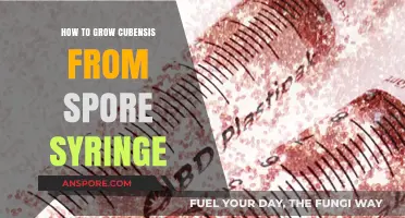 Mastering Psilocybe Cubensis Cultivation: A Step-by-Step Spore Syringe Guide