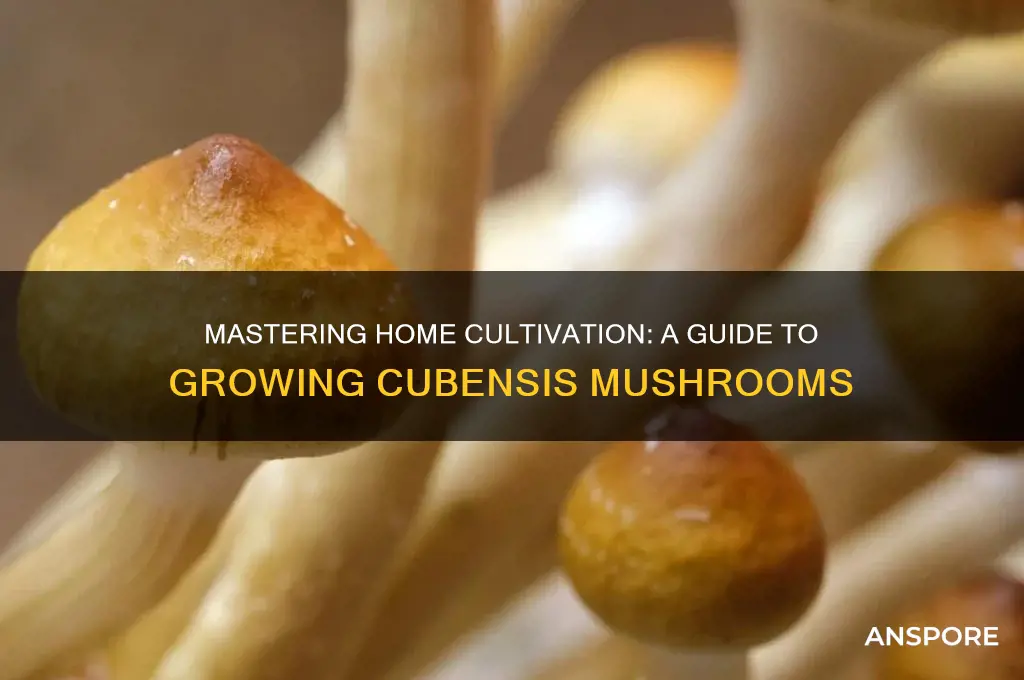 how to grow cubensis mushrooms at home