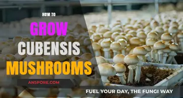 Mastering Psilocybe Cubensis Cultivation: A Step-by-Step Growing Guide