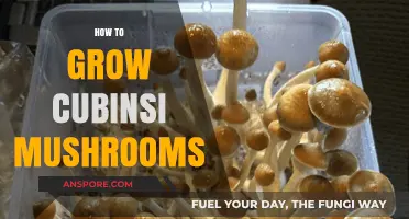 Mastering the Art of Growing Cubensis Mushrooms: A Step-by-Step Guide