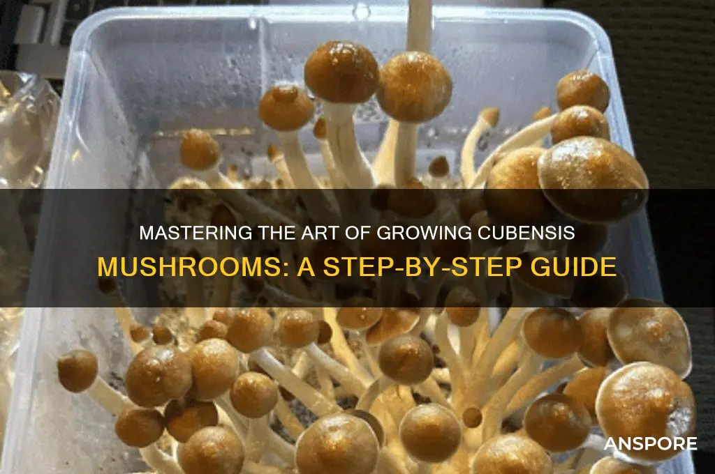 how to grow cubinsi mushrooms
