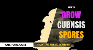 Mastering Cubensis Spores: A Comprehensive Guide to Successful Growth