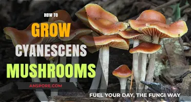 Mastering Cyanescens Mushroom Cultivation: Essential Tips for Successful Growth