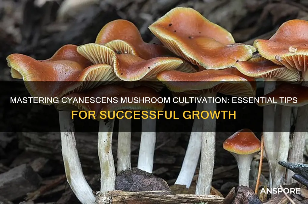 how to grow cyanescens mushrooms